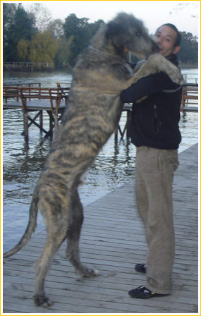 CRIADERO SUDESTADA - Irish Wolfhound